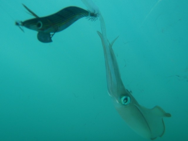 Squidding today at Cockburn sound Squidding today at Cockburn sound